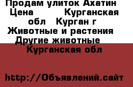 Продам улиток Ахатин › Цена ­ 100 - Курганская обл., Курган г. Животные и растения » Другие животные   . Курганская обл.